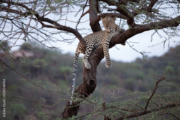 Fototapeta Leopard Relaxing in an acacia tree