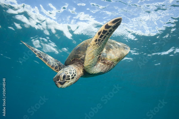Obraz Sea Turtle Underwater in Tropical Clear Blue Ocean from Below