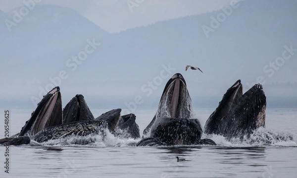 Obraz Humpback Whales Bubble Net Feeding at Surface