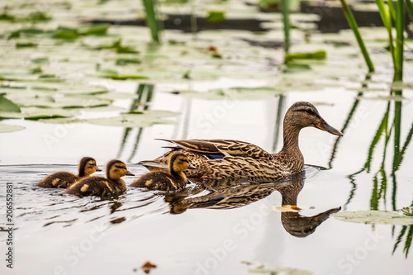 Fototapeta Ducklings waddle on lily pads and swim on a lake in Seattle