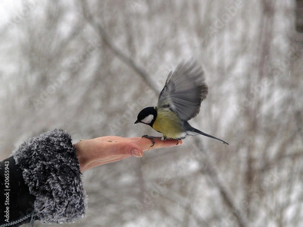 Obraz Titmouse bird in hand