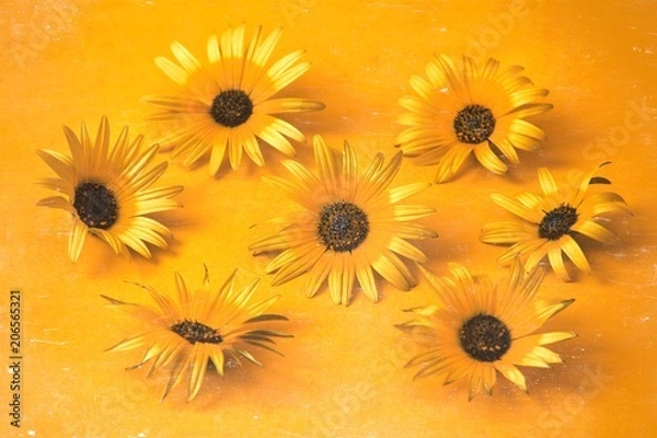 Obraz daisies on yellow background
