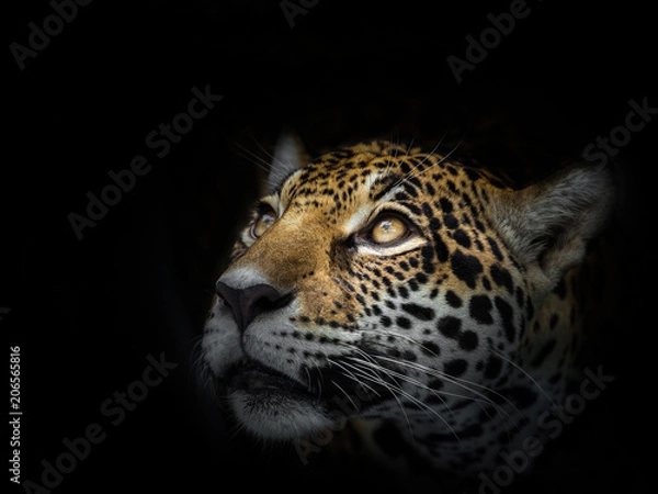 Fototapeta The face of a leopard is staring at the victim.