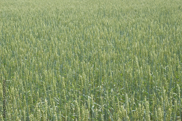 Fototapeta Wheat field