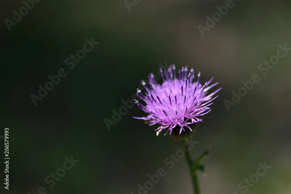 Fototapeta 花のマクロ撮影