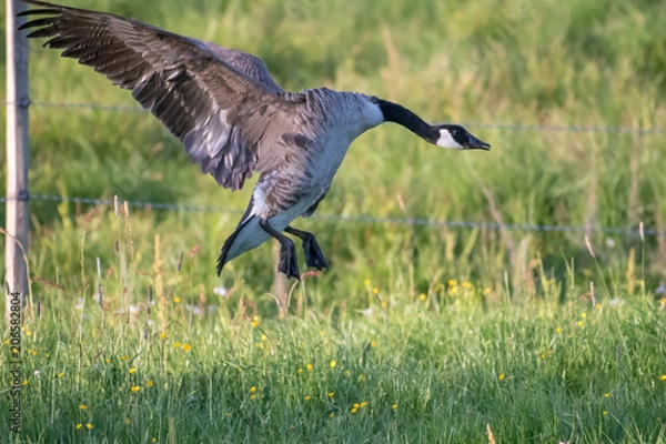 Obraz Happy bird landning