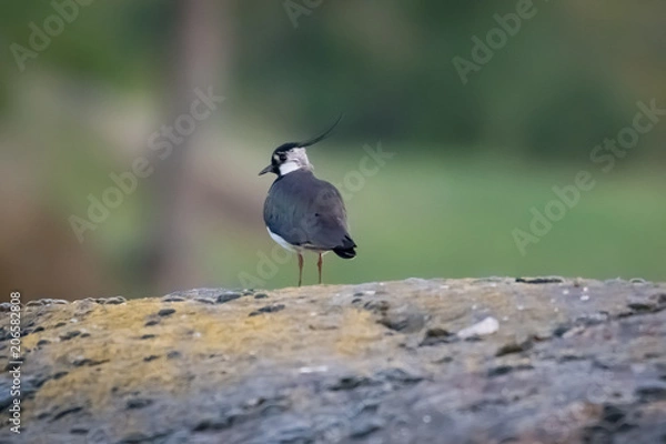 Obraz Lapwing