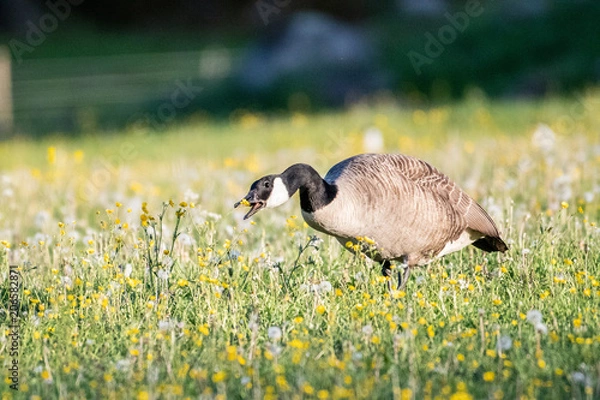 Obraz Geese on field