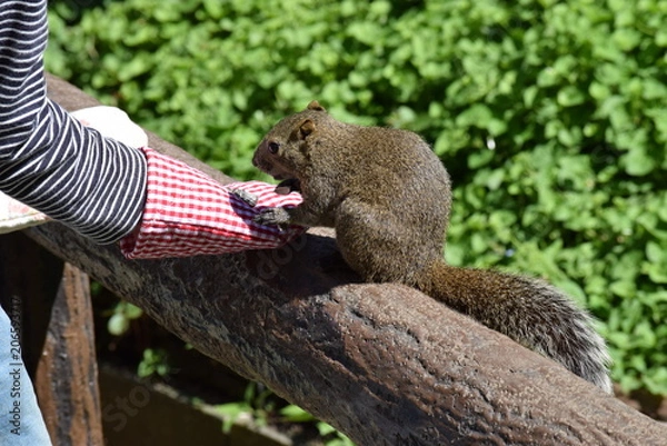 Obraz リスの餌付け