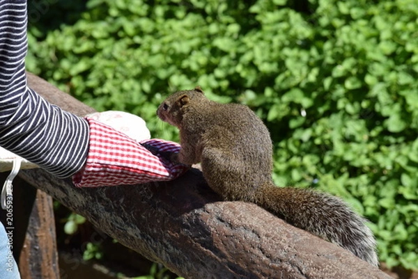 Obraz 公園のリス