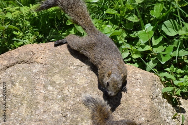 Obraz 公園のリス