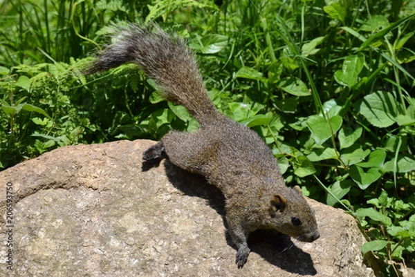 Obraz タイワンリス