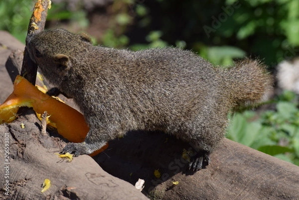 Obraz 公園のリス