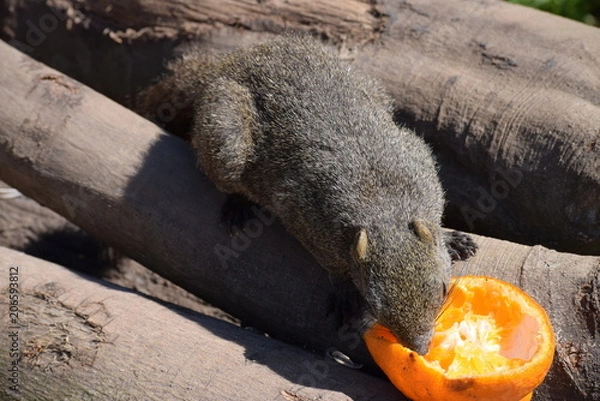 Obraz 公園のリス