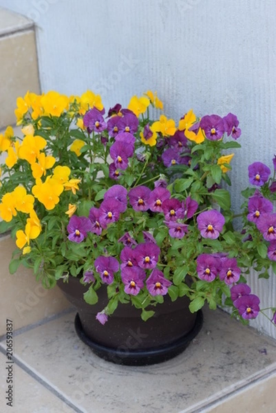 Obraz 鉢植えの花