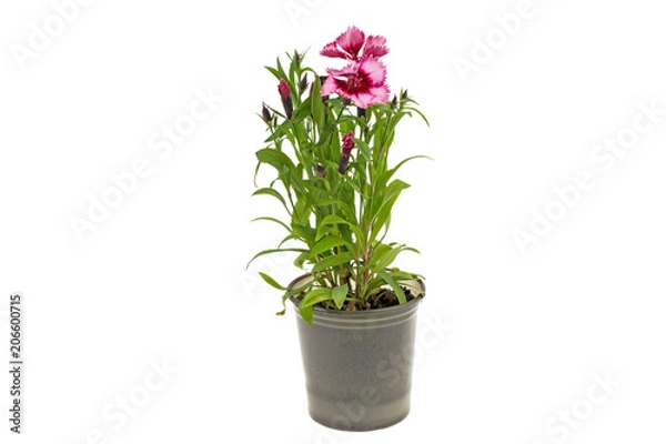 Fototapeta flower with sharp petals in a plastic flower pot on a white background