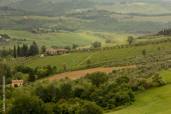 Fototapeta Vineyards and olive groves on the hillsides surrounding Barberino Val d'Elsa in Tuscany Italy.