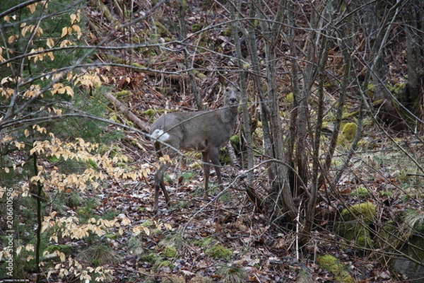 Obraz A deer hides in the woods