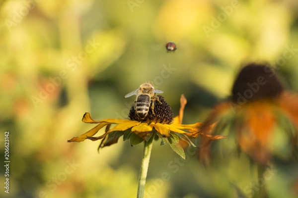 Obraz Schwebefliege auf Bluem
