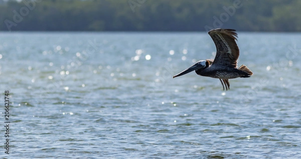 Obraz pelicean copy space