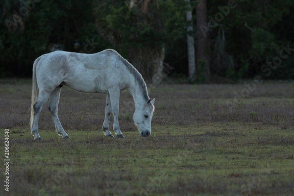 Obraz white horse grazing