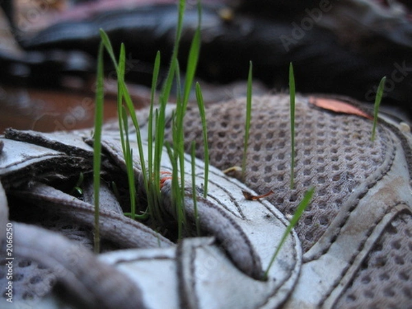 Obraz grass in shoe