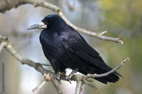 Obraz rook ( Corvus frugilegus) sitting on a branch