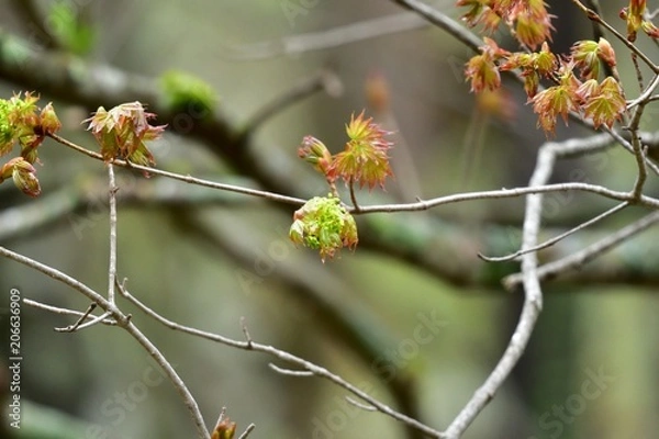 Fototapeta 芽吹いたばかりの若葉
