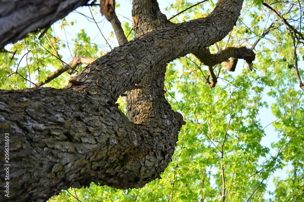 Obraz Trees trunk with character