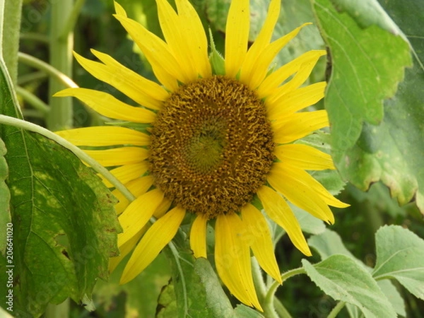 Fototapeta sunflower also called as Helianthus annuus