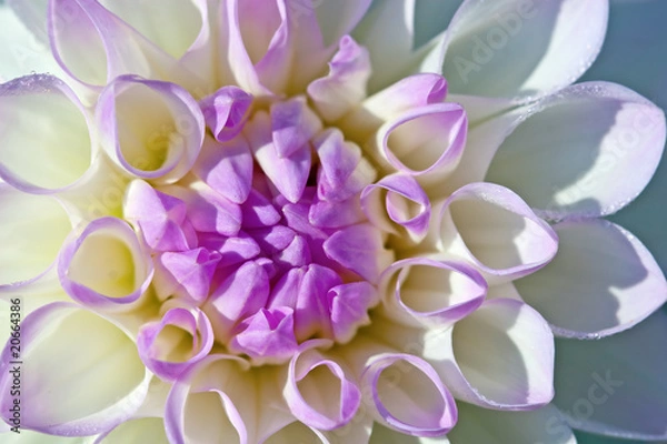 Fototapeta Dahlia flower