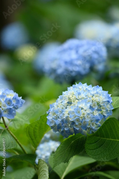 Fototapeta 紫陽花