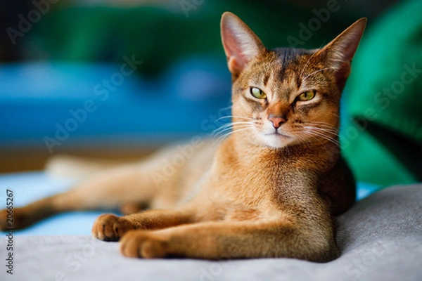 Obraz young Abyssinian cat in action