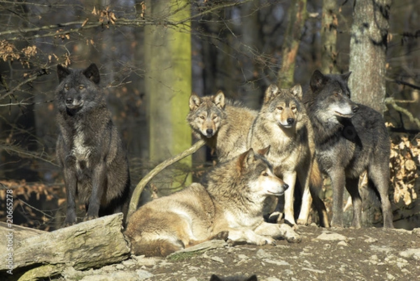 Fototapeta Wölfe.