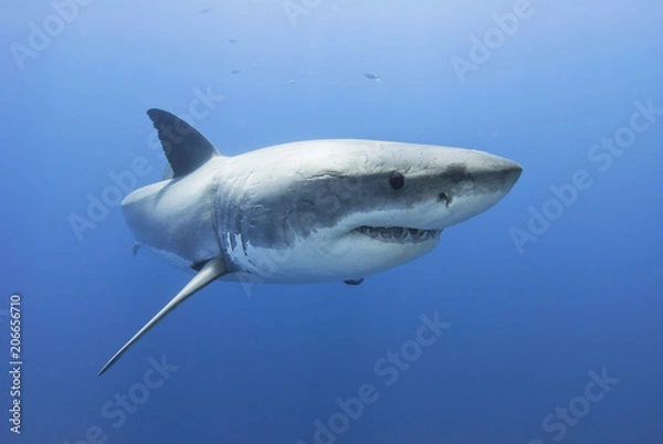 Fototapeta Great white shark showing sharp rows of teeth