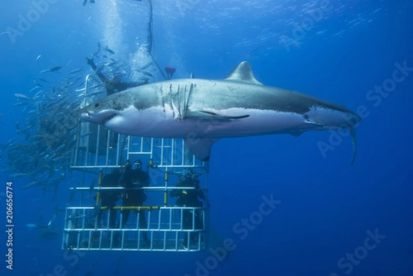 Fototapeta Great white shark sideways in front of a diving cage with scuba divers