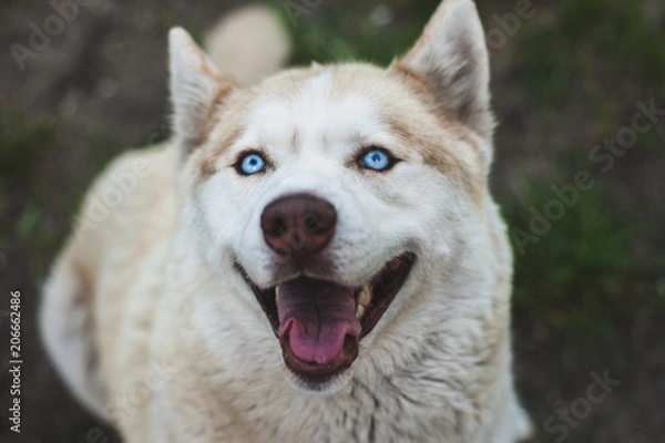 Obraz Close up view of a head of a brown husky dog