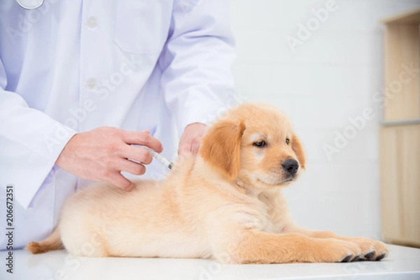 Fototapeta Hands of veterinarian giving injection to little golden retriever in vet clinic