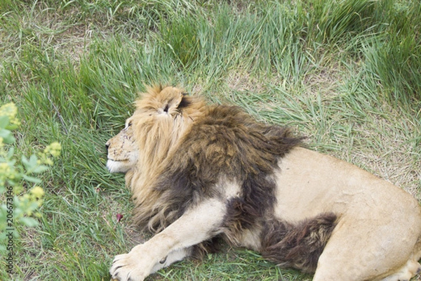 Obraz Lions sleep on a grass