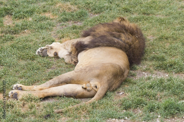 Obraz Lions sleep on a grass