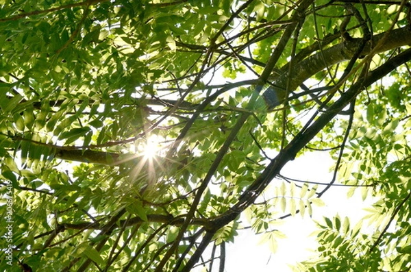 Fototapeta Sunbeams shining through thin green leaves
