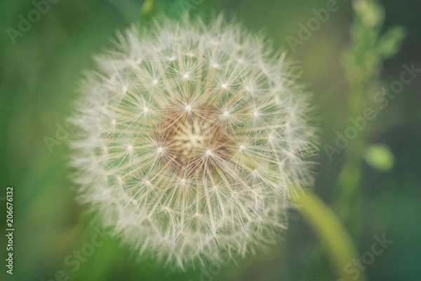 Fototapeta Makro einer Pusteblume