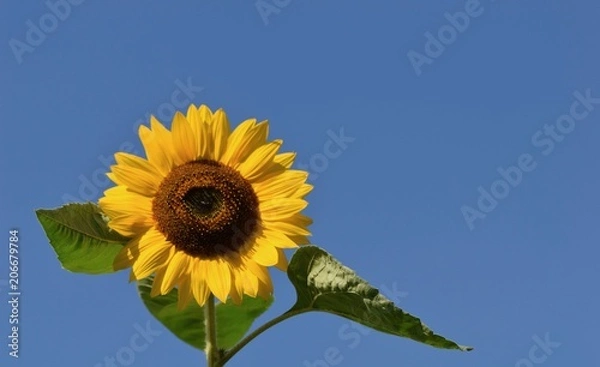 Obraz Sunflowers for a blue sky