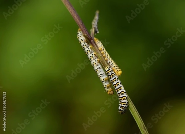 Obraz Tree caterpillars on a branch