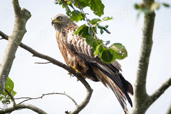 Obraz Red Kite