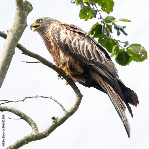 Obraz Red Kite