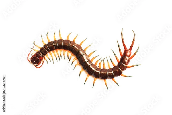 Fototapeta centipede isolate on white background