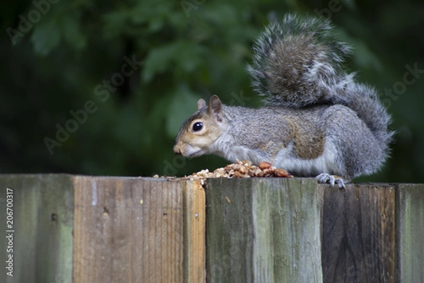Fototapeta squirrel
