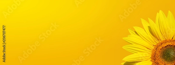 Obraz Sonnenblume auf weissem Hintergrund