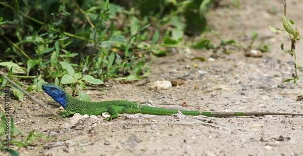 Fototapeta Green lizard